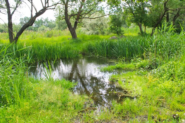 Marshland with green reeds in water