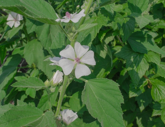 Marshmallow Althaea officinalis bloem Gewone marshmallow in het veld