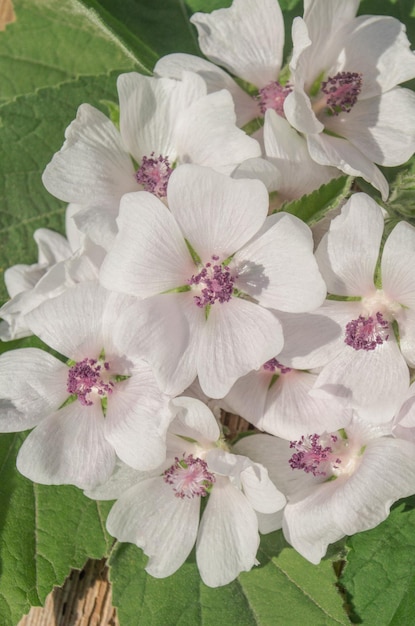 Marshmallow bloem op houten tafel