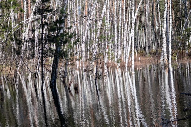 A marshy place with birch trees and a reflection on the water background