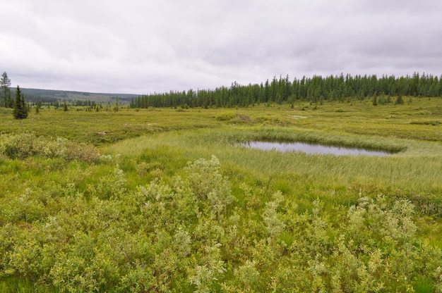 Marshy tundra near the river Lemva
