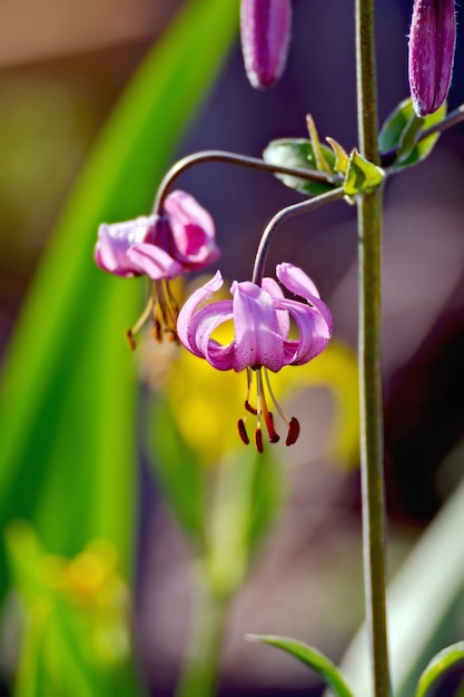 Фиолетовые цветы martagon lily на фоне листьев и желтых ирисов