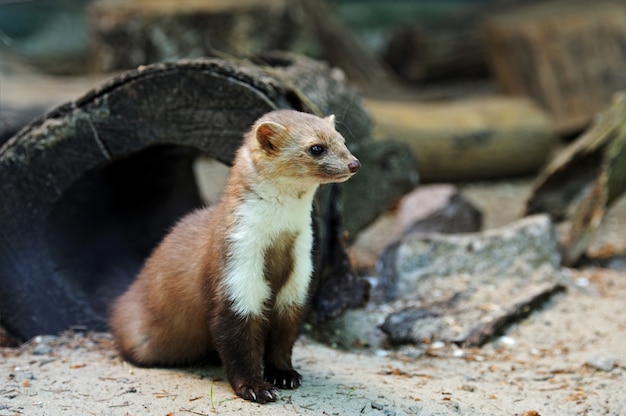 Martora nel loro habitat naturale in natura