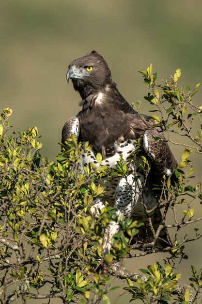 Photo martial eagle looking out from leafy bush