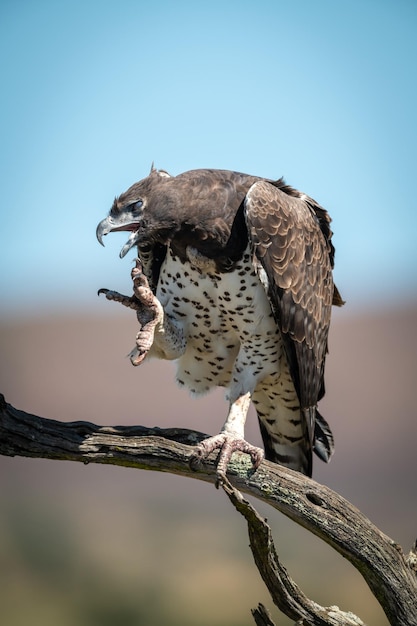 Photo martial eagle scratches with claw on branch