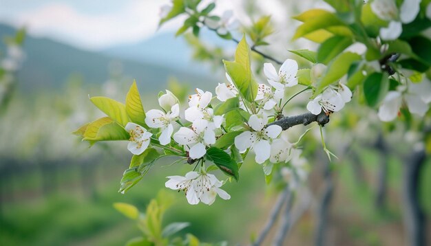 Photo martisor strings tied to the branches of blossoming fruit trees in a romanian orchard martisor strin
