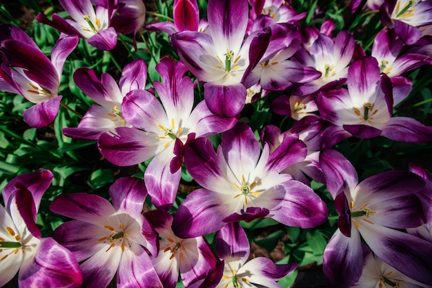 Marvellous tulip flowers in the Keukenhof park.