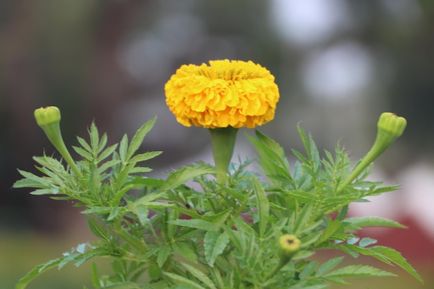 Maryy goud Bloemen in een prachtige tuin