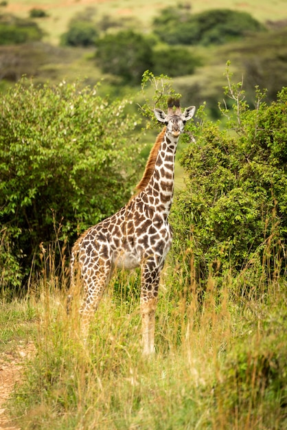 Masai giraffe kalf staat in hoog gras