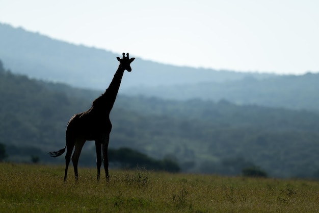Masai giraffe staat met verre heuvels achter zich