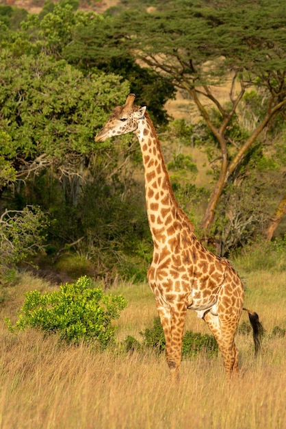 Foto la giraffa masai si trova nell'erba vicino agli alberi