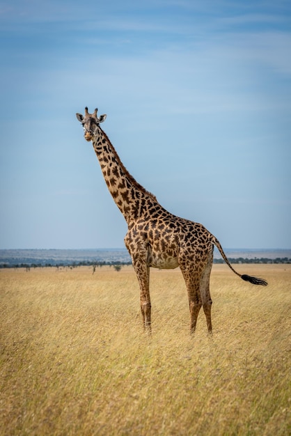 Foto la giraffa masai si trova nella prateria e sbatte la coda