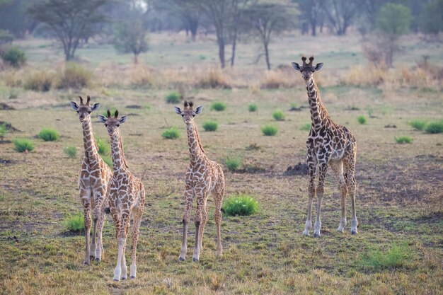 Foto giraffe masai che camminano nell'erba secca della savana