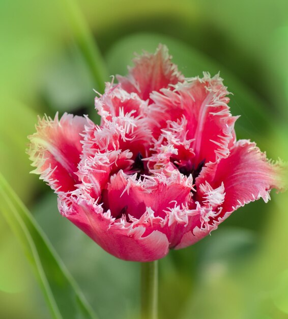 Mascotte tulip on the flowerbed. Fringed  tulip Mascotte. Terry fringed tulip Mascotte in garden