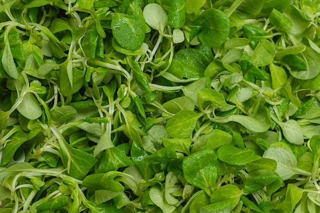 Mash salad on white background. Top view.