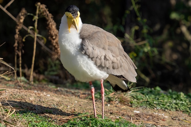 Photo masked lapwing vanellus miles standing