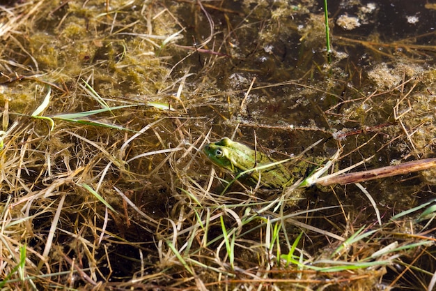 Masked in the muddy water of the swamp green frog