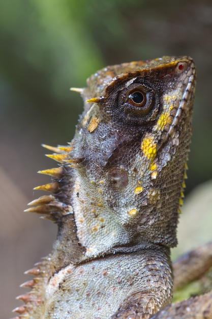 Masked spiny lizard closeup