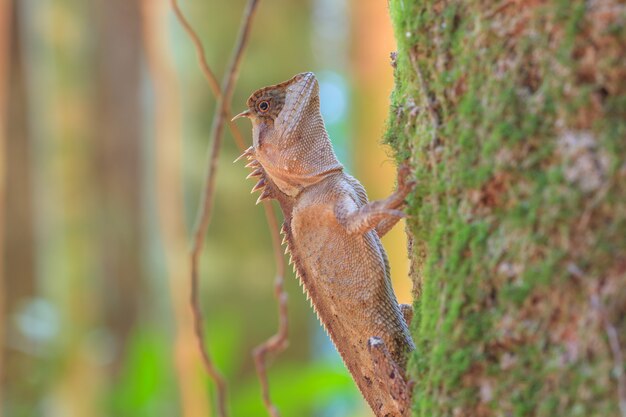 写真 木の上にマスクされた棘のトカゲ