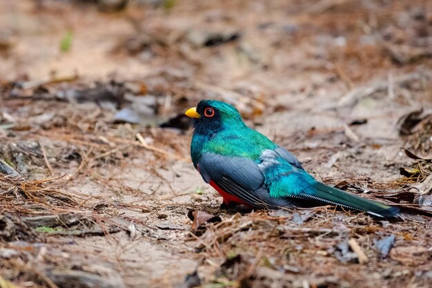 Masked trogon trogon personatus colorful bird searching for
food on the ground