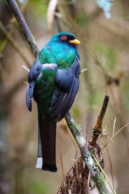 Masked trogon trogon personatus view from behind of a colorful
bird in the middle of the forest