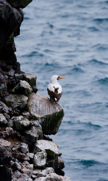 Photo masked white booby is sitting on the rocks