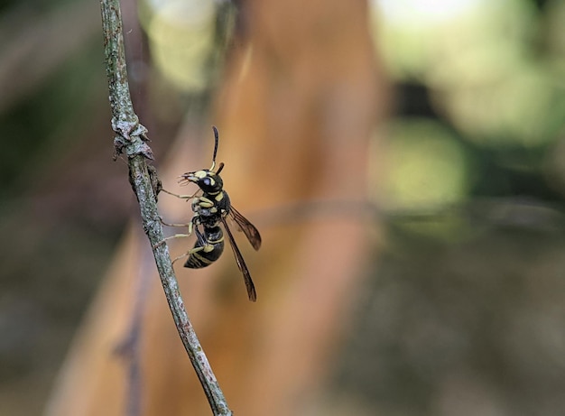 メイソンスズメバチ ポッタースズメバチ ペノノメ コックル州近くのエウメニナエ