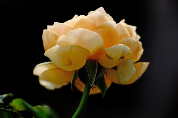 Photo masora rose flower
