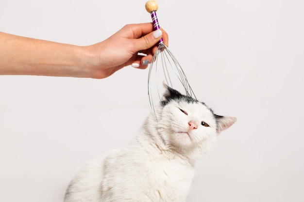 Massaging the cat's head and nape