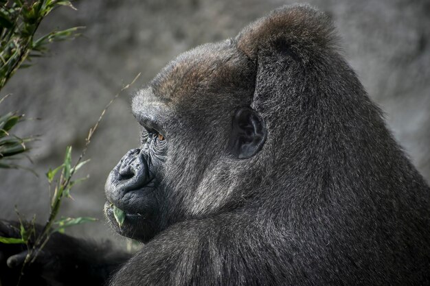 Massive Gorilla Roaming in its Natural Habitat A Captivating Visual Journey