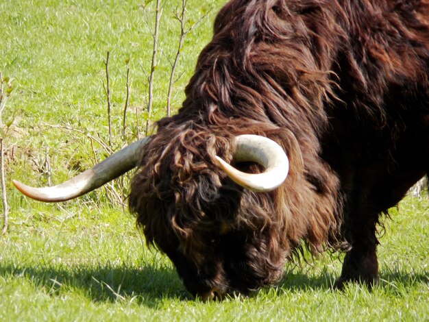 Massive head of brown highland cattle with dense coat and their long horns