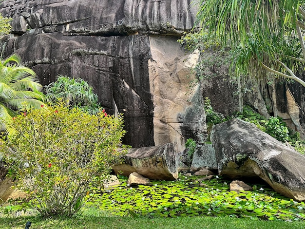 Massive rocks in a pond with water lily at Mahe Seychelles Topical landscape