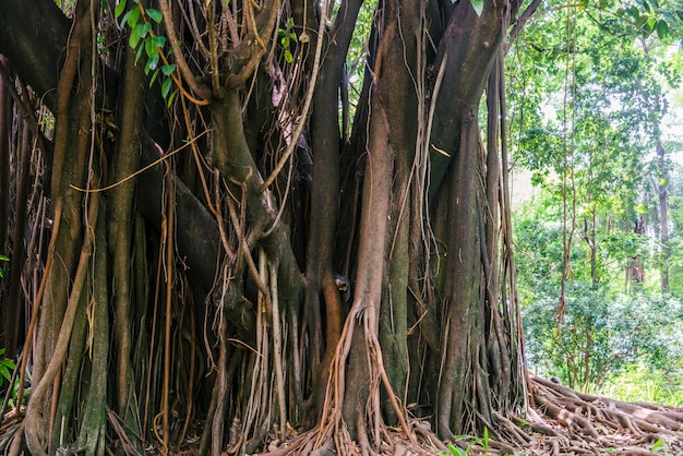 브라질의 거대한 열대 우림 나무