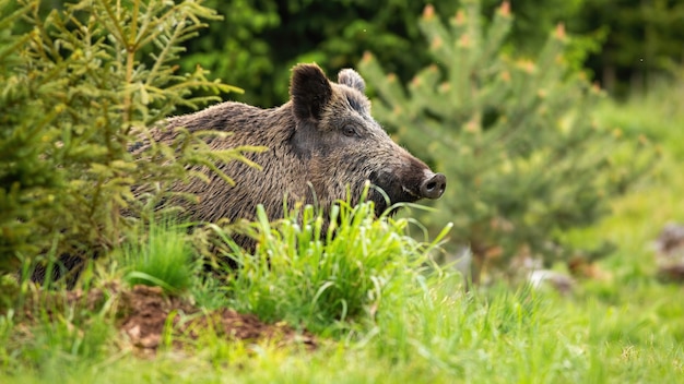 Фото Массивный дикий кабан, sus scrofa, появляющийся на зеленой лесной поляне