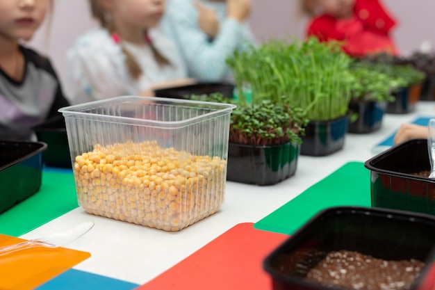 Master class on growing microgreens at a school for young children