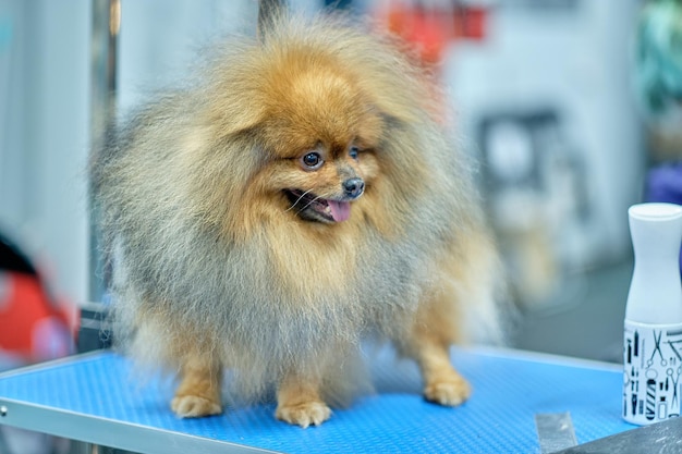 マスターガールグルーマー鋏ハサミで小型犬ポメラニアン スピッツ