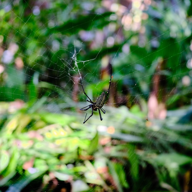 A Master Weaver. The Majestic Yellow Spider and its Web