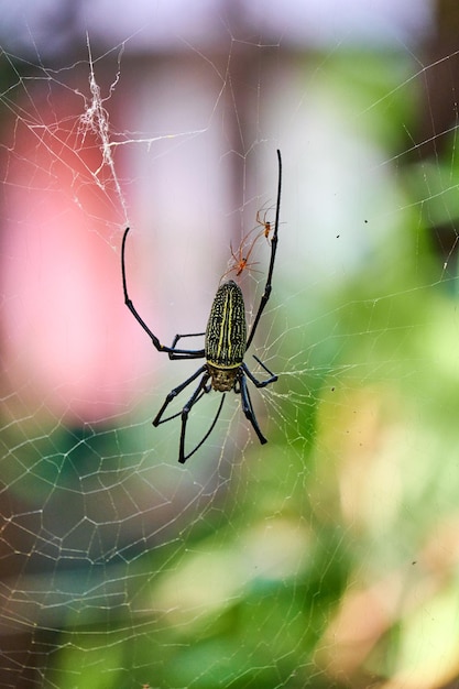 A Master Weaver. The Majestic Yellow Spider and its Web