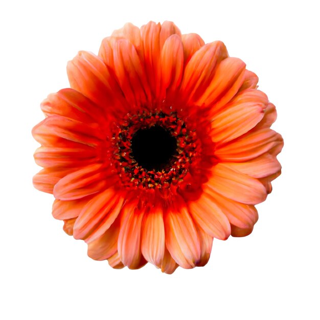 A Masterpiece The Isolated and Beautiful Gerbera