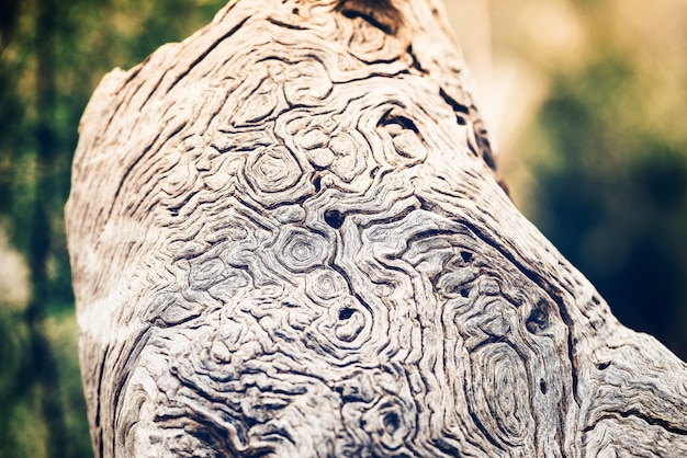 Un capolavoro della natura. primo piano di un bel pezzo di tronco con texture naturale.
