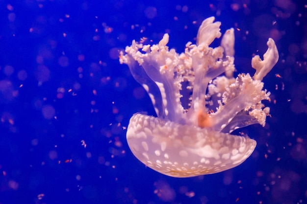 Mastigias zwemt in de oceaan