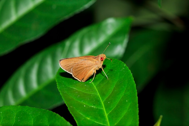 Matapa aria on the leaves