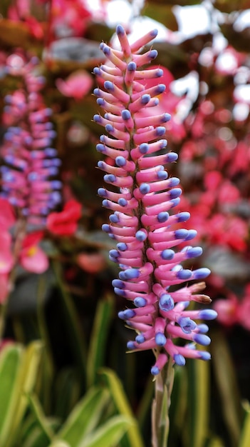 Match Stick Bromelia roze paarse plant Colombia bloemen of Gamosepala Aechmea bromelia exotische paarse ongebruikelijke bloem bloeien in de tuin