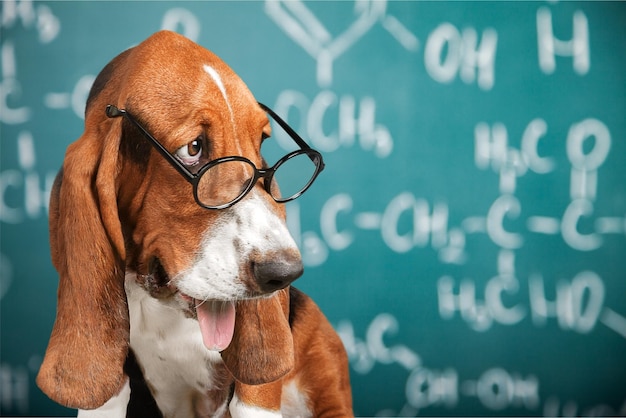 Математическая собака сумасшедшие очки академическая доска для животных