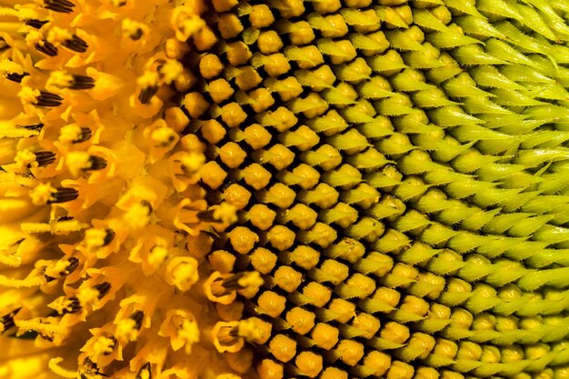 Mathematical center of a sunflower