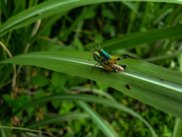 Mating grasshopper on the leaf background beautiful nature