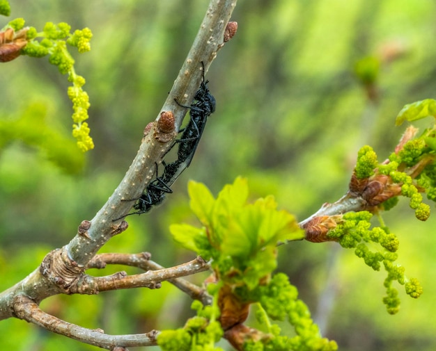 mating Hawthorn Flies