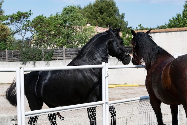 Mating horse in nature