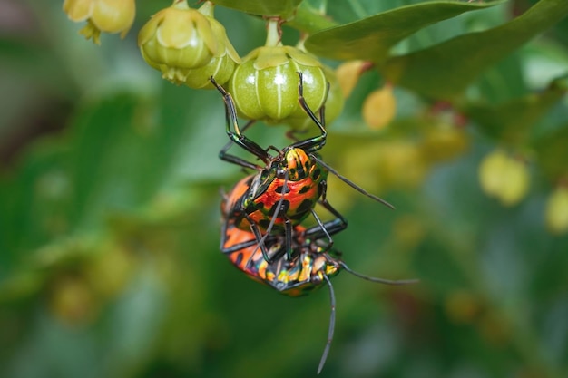 Mating indian jewel bug macro close up premium photo