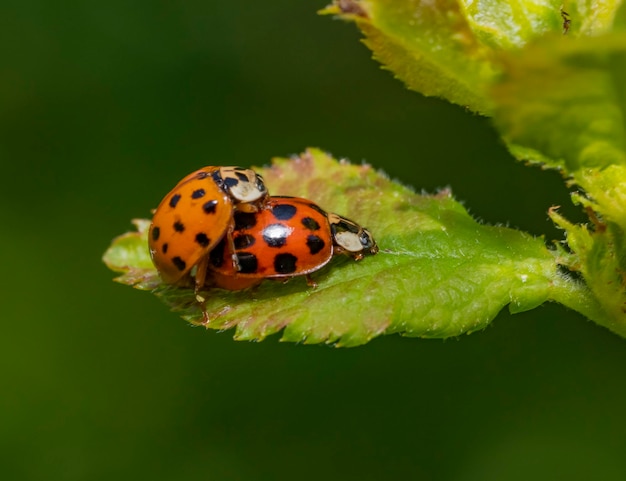 Mating ladybugs